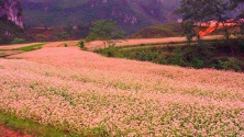 Cho thuê xe du lịch ngắm hoa tam giác mạch tại Hà Giang